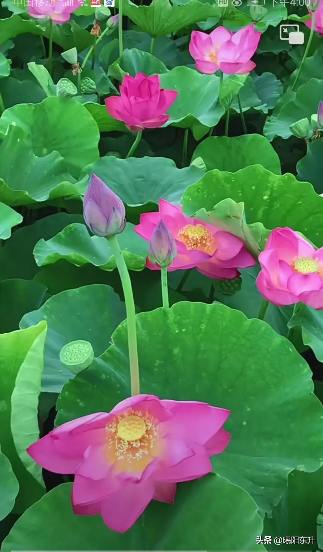 为什么手机号码会莫名其妙被停用,vivo账号手机号已经停用了怎么办