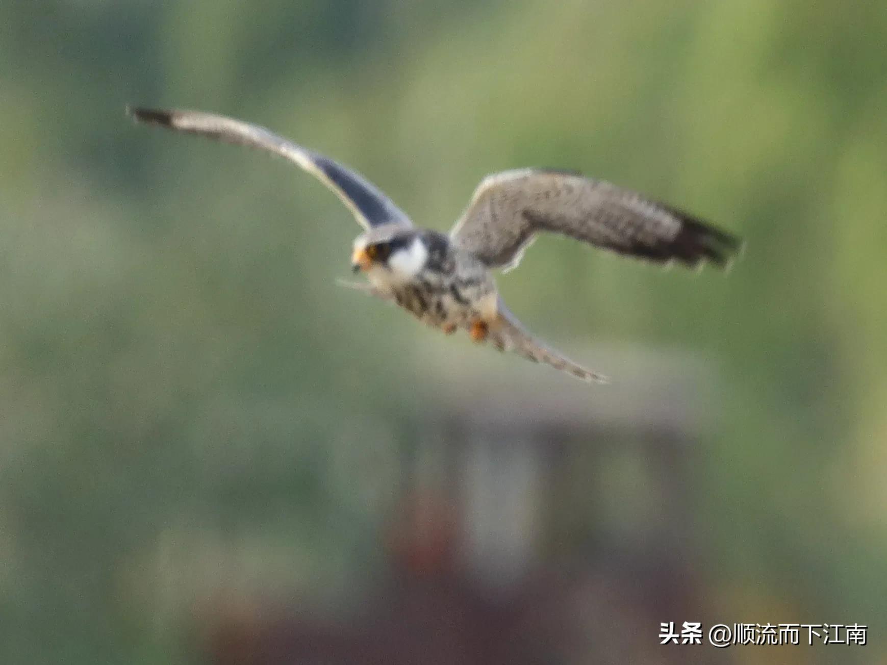 红脚隼叫声,红脚隼