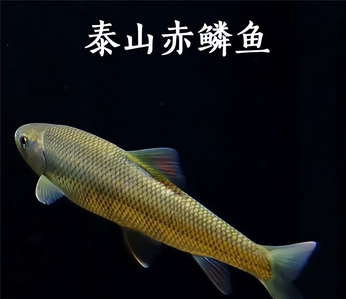 淡水鱼排行榜前十名价格,国内常见淡水鱼价格排行