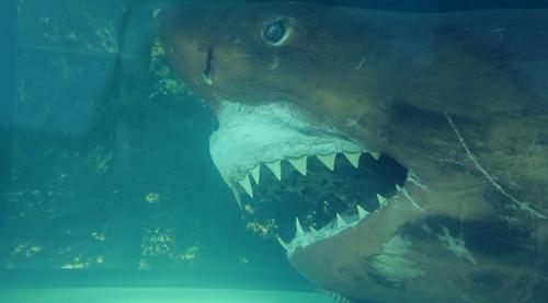 僵尸水族馆原片 (恐怖鲨鱼僵尸)