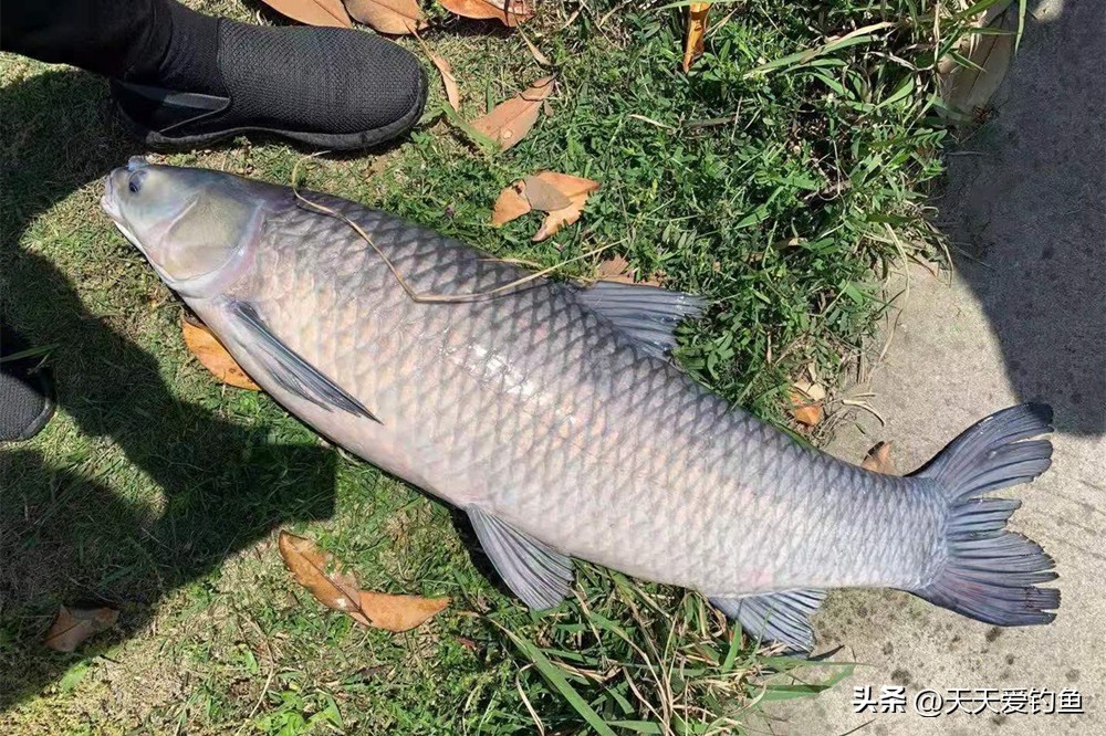野钓大鱼技巧及方法,凌晨5点野钓大鱼要这样钓