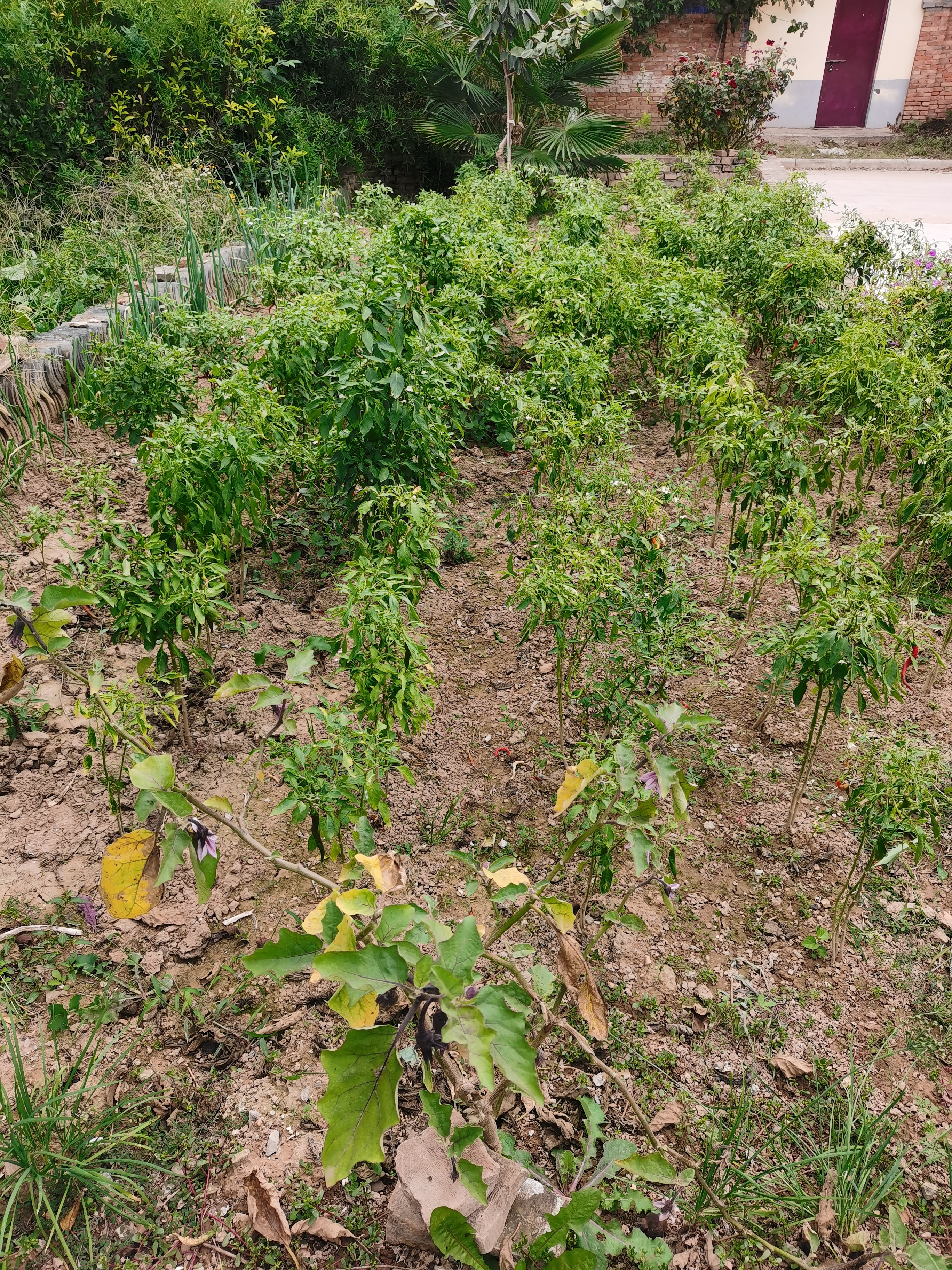 秋分时节回蒲城老家叙记