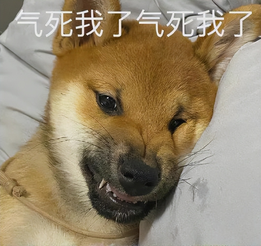 激怒狗子的方法找到了！最后一招最管用！