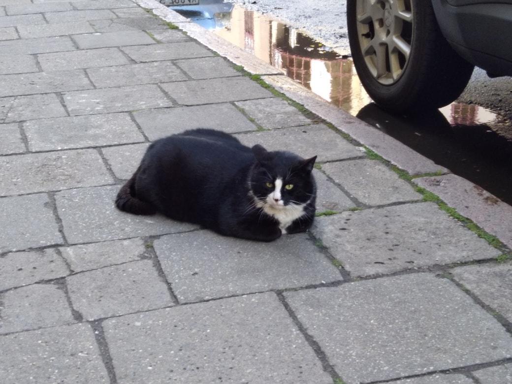 一只流浪的肥猫,波兰一流浪猫成5星旅游景点