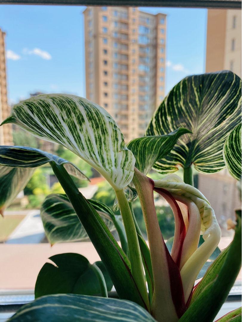 家里光照不足建议养这10种耐阴花,阴暗无光角落适合养什么花