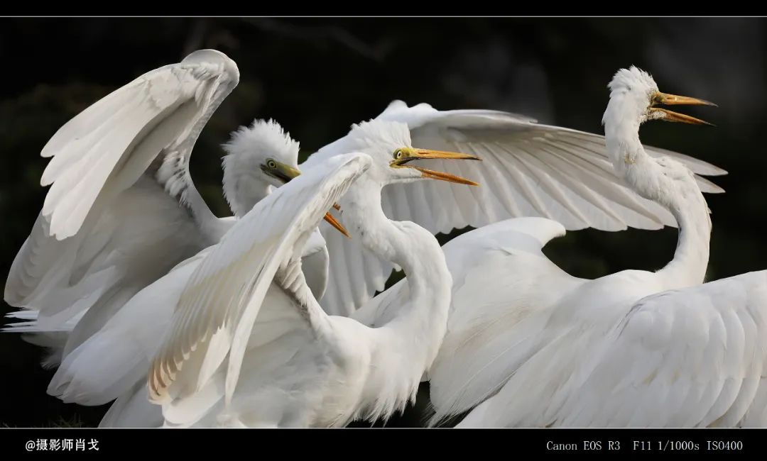 哪里能买到佳能rf800mmf5.6定焦镜头,佳能rf600与佳能rf800mm对比图