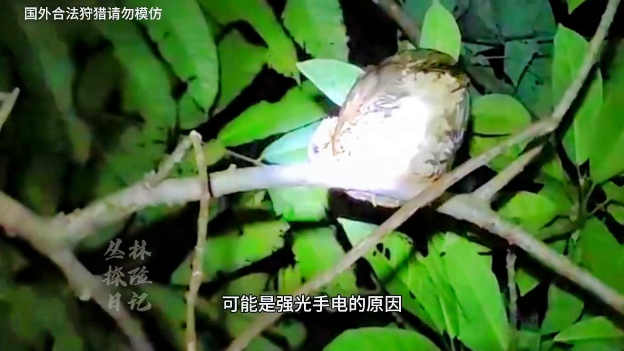越南野鸡泛滥，只需晚上用套索套住脖颈就可捕获，一次三只