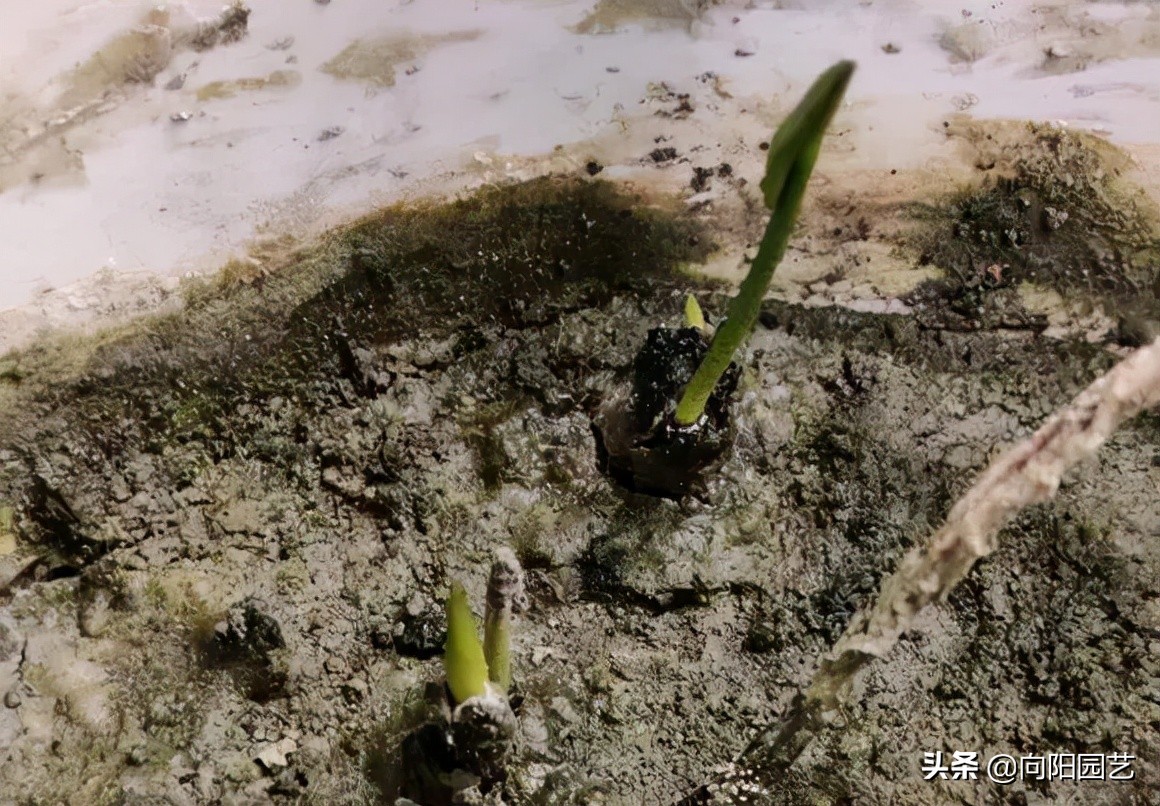 怎样种水中圣母碗莲,水中圣母碗莲种植教程