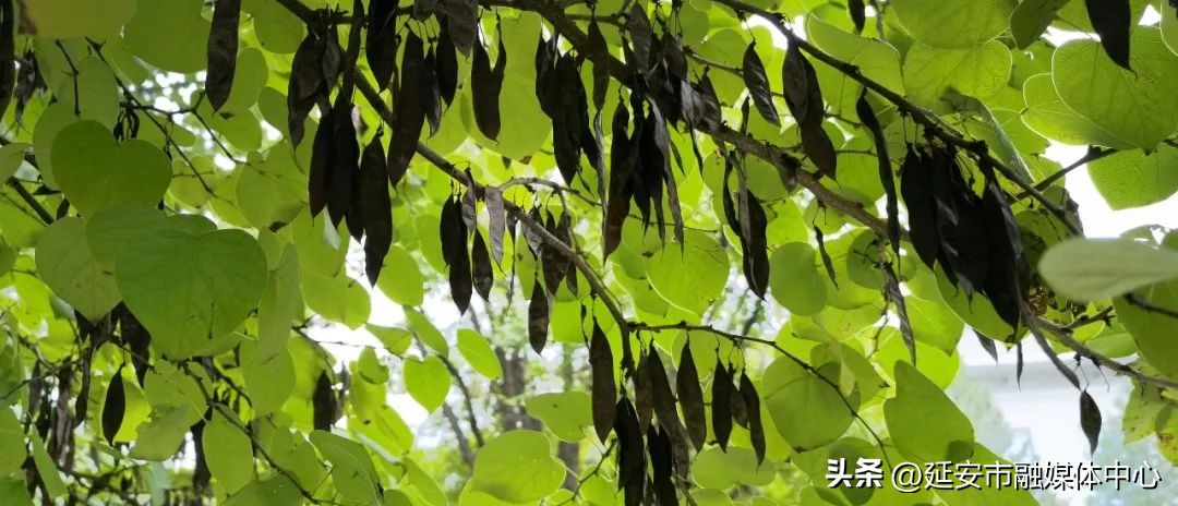 陕西宾馆迎来最佳观花赏景季节,陕西宾馆内景色
