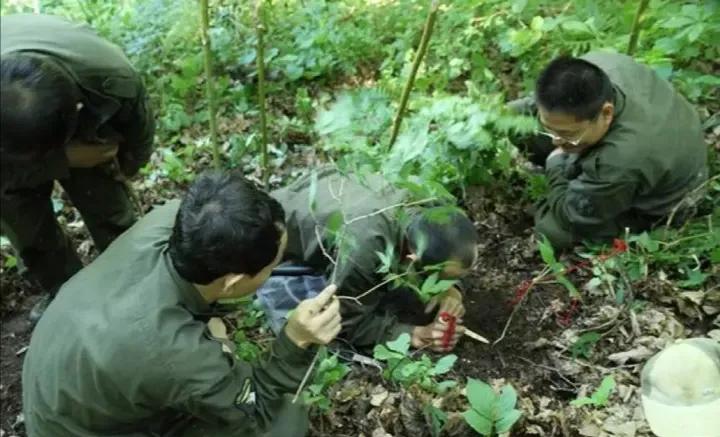 挖参故事结局,挖参奇遇