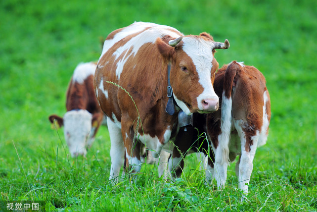 母牛在预产期子宫脱出是什么原因,母牛难产人工助产后起不来怎么办