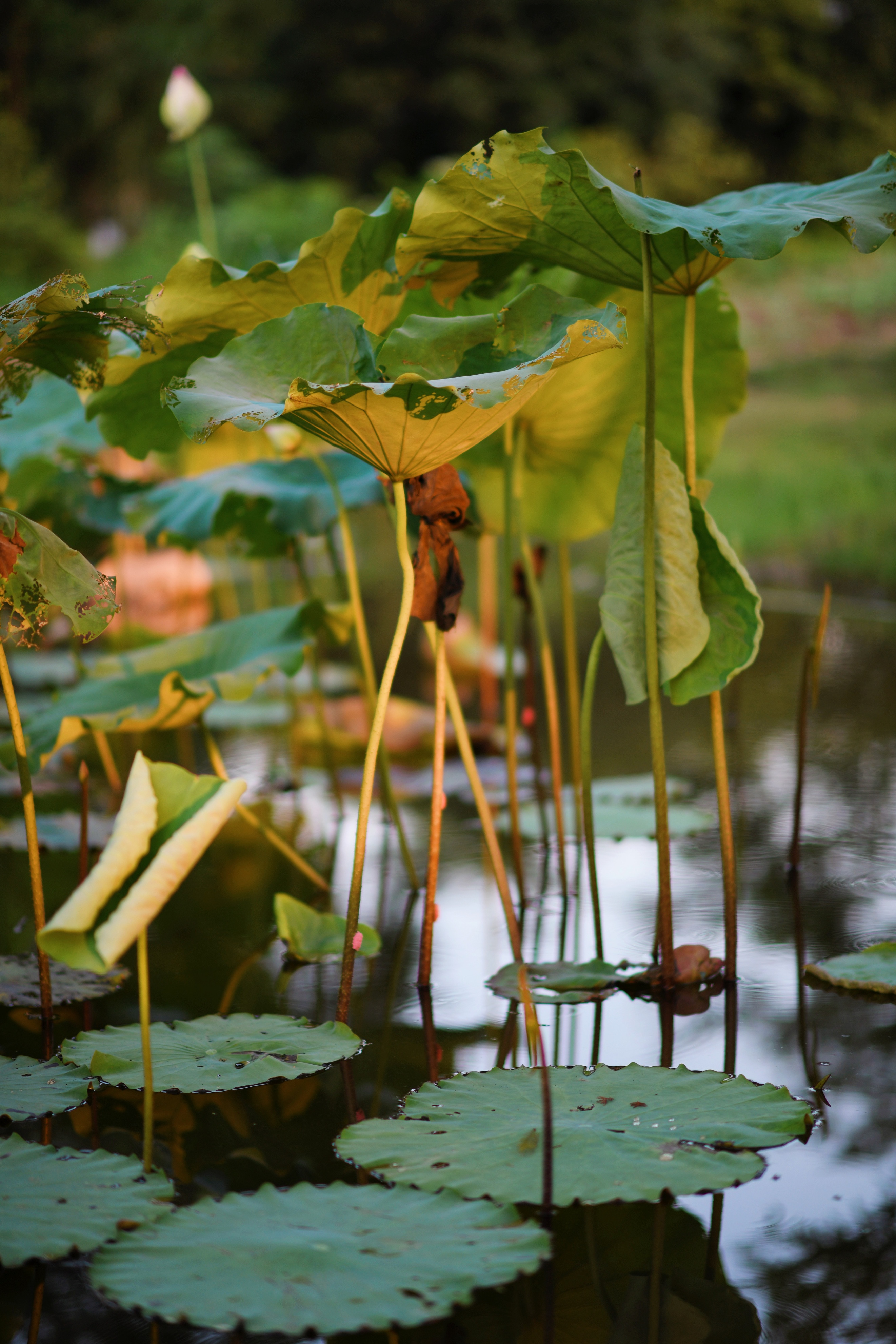 重庆市赏花胜地游玩线路,重庆渝北周边赏花地点推荐
