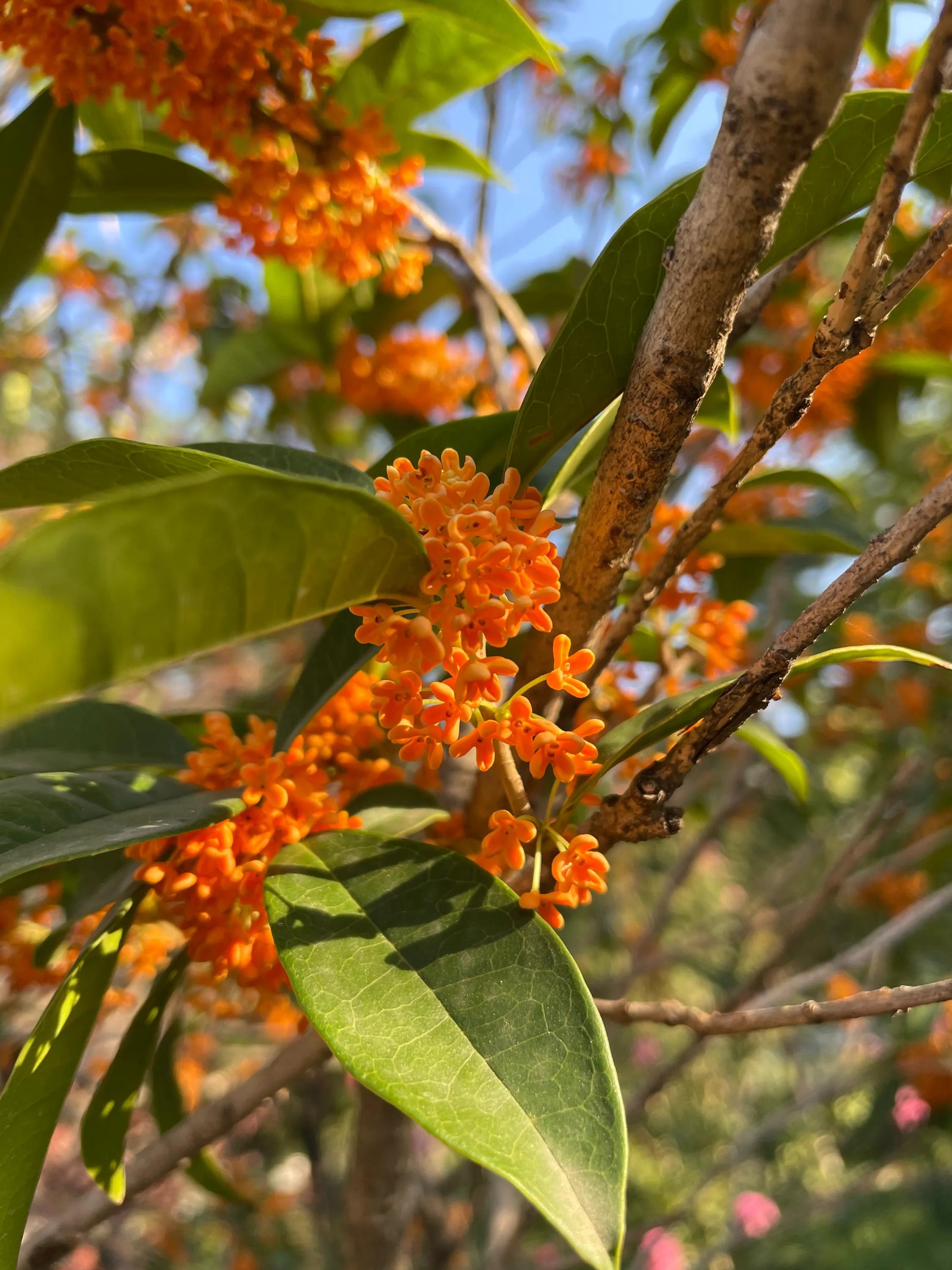 丹桂飘香万缕柔,丹桂飘香婚纱摄影价格