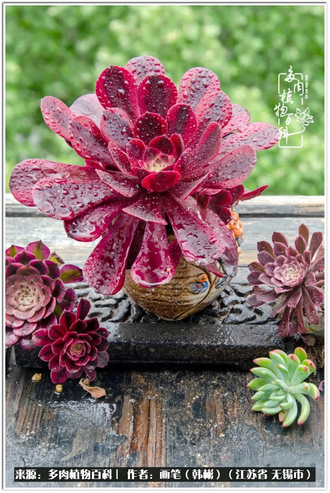 盆景多肉常遇到的问题,多肉盆景无穷小