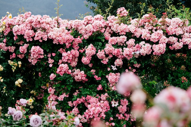 520文案我希望最初是你,520文案你的眼里有星辰大海