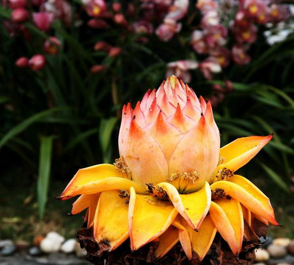 开花形状奇特的植物,一朵花开好久的植物