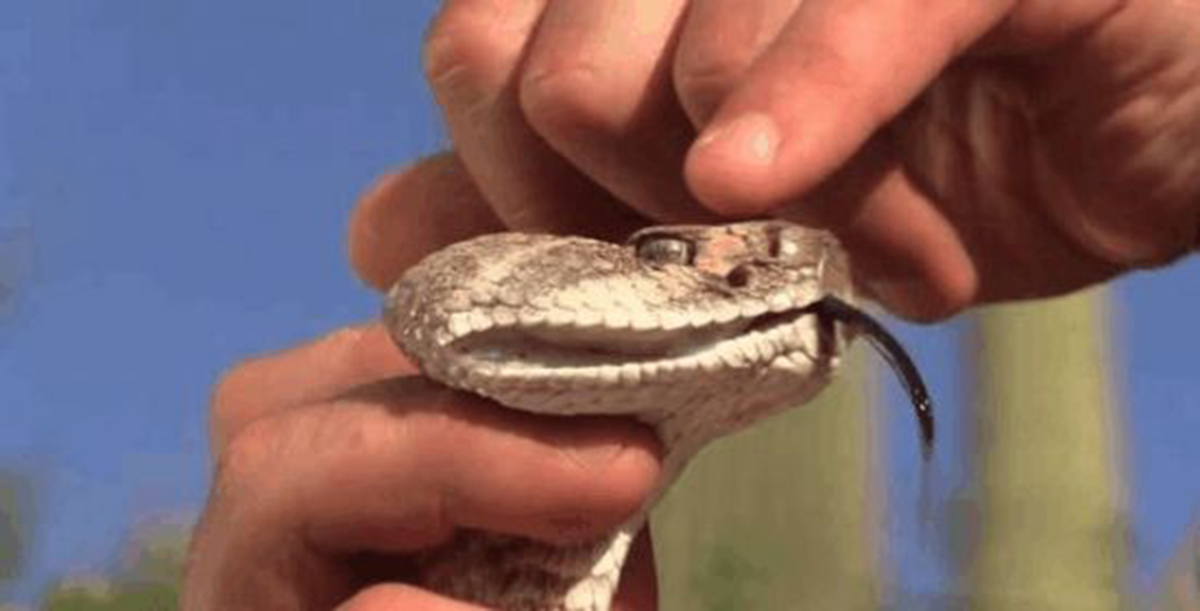 美一男子斩下蛇头,十分钟后险些被蛇头咬死,蛇头为何能僵而不死