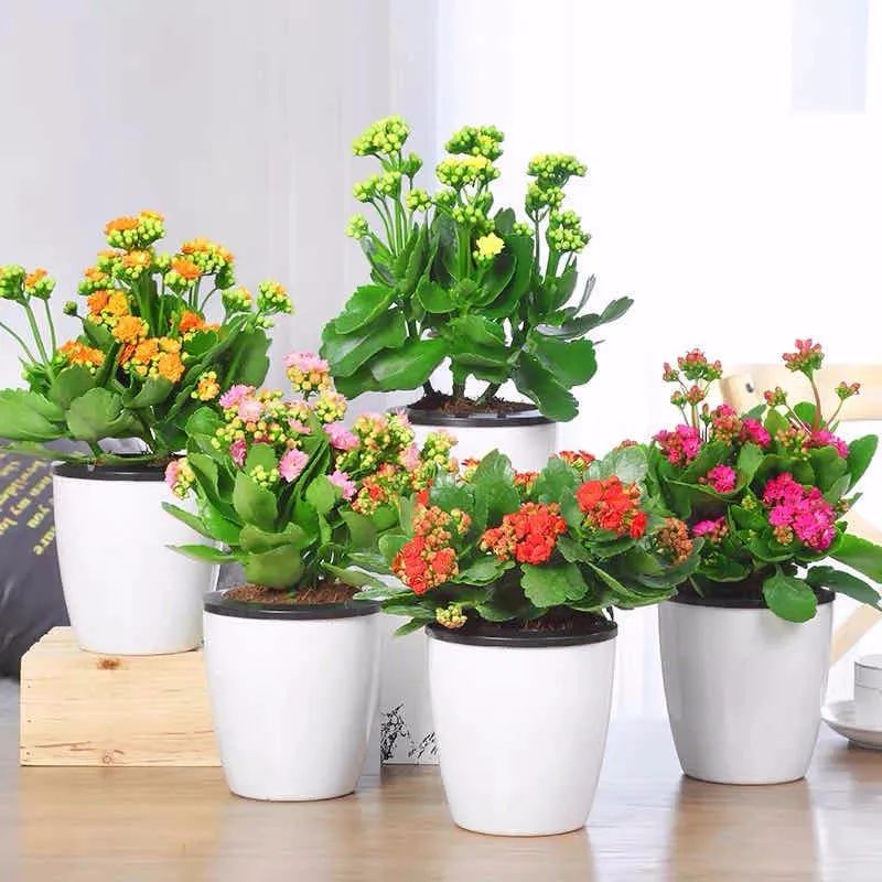 养这10种花越养家里越干净,适宜在家中养的10种花排名