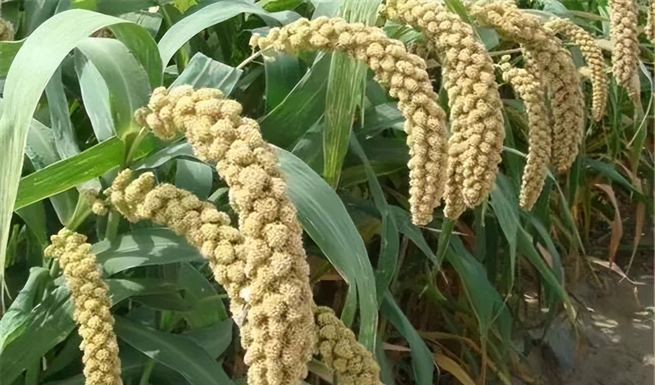 谷子的种植技术与管理课件,旱地谷子种植技术规范