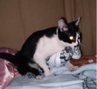 猫咪开车姿势多种多样，绝对是你想象不到的疯狂