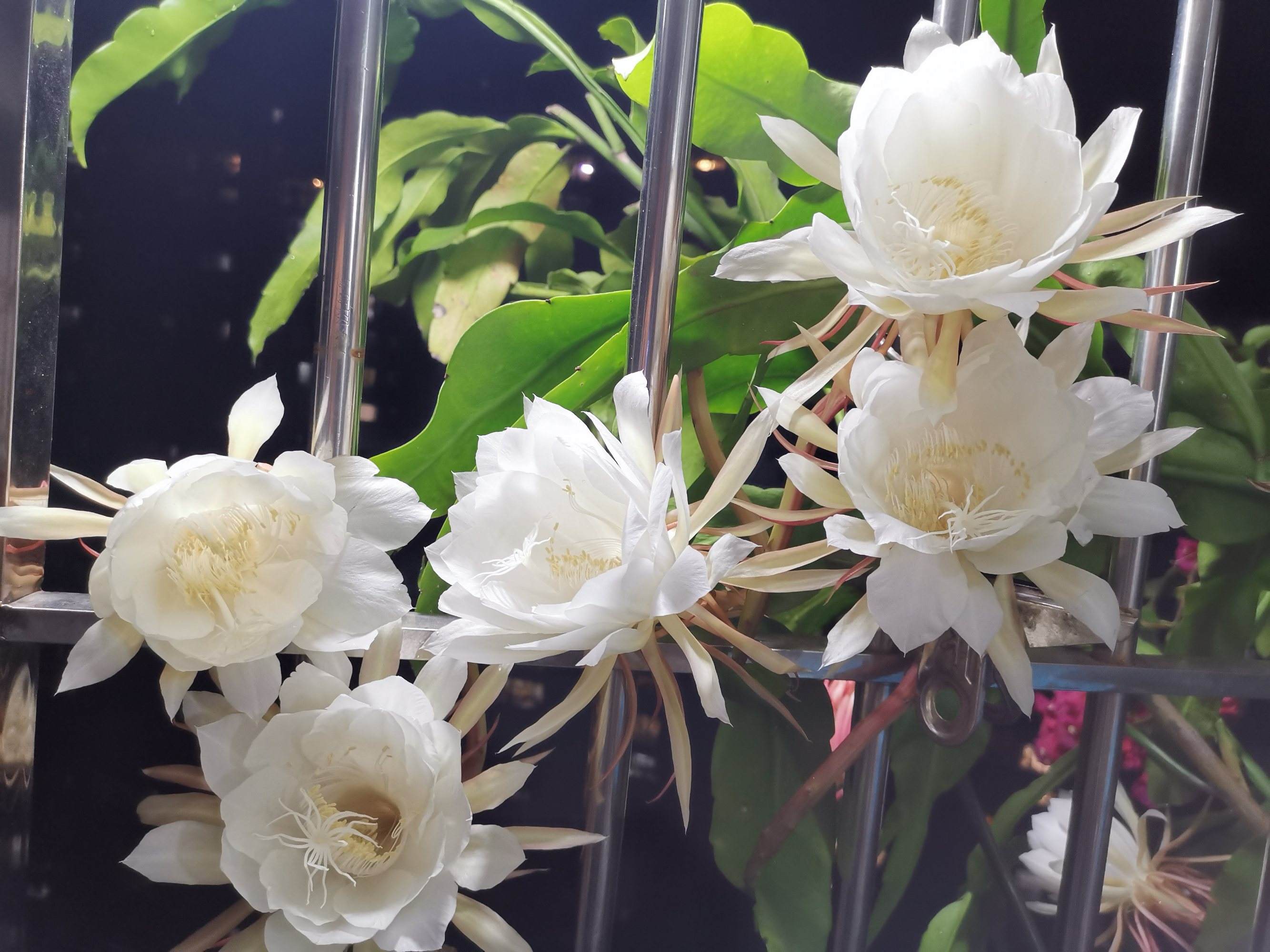 老中医喜欢十大食材,老中医五种食物养生100岁