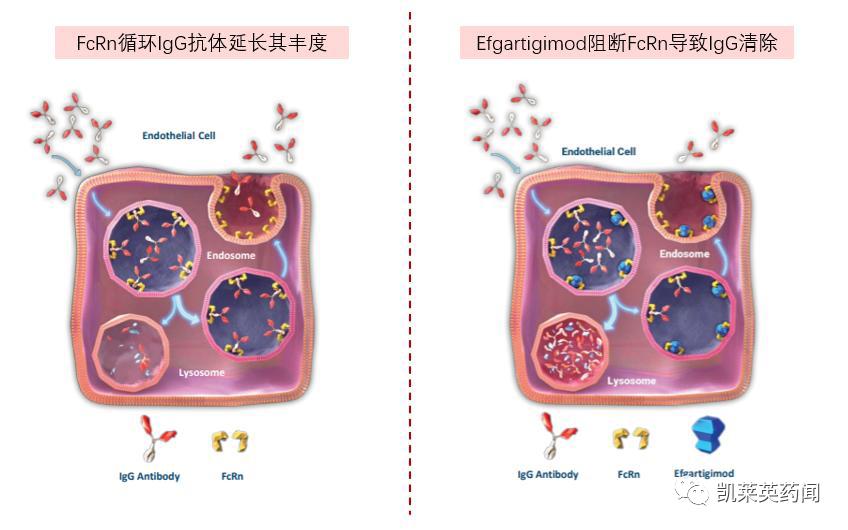 有望治疗七八十种自身免疫性疾病？一起来看FcRn的最新进展