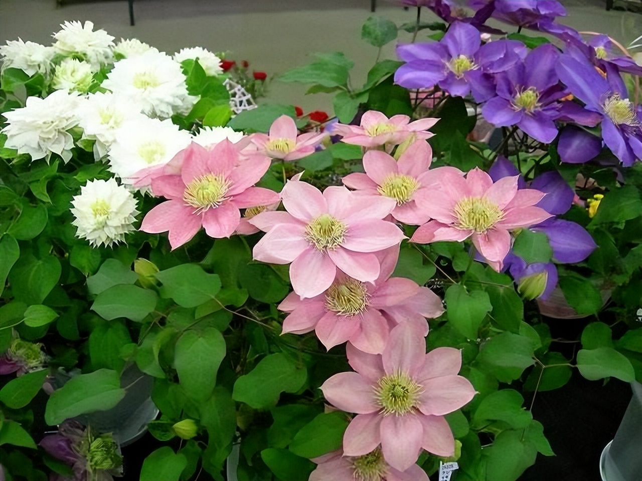 逛花市如何买好看又好养的花,花市上最好买的花有哪些