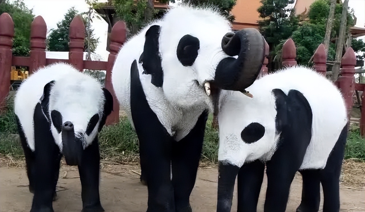 卡塔尔租借熊猫一次成功,卡塔尔为什么租借熊猫