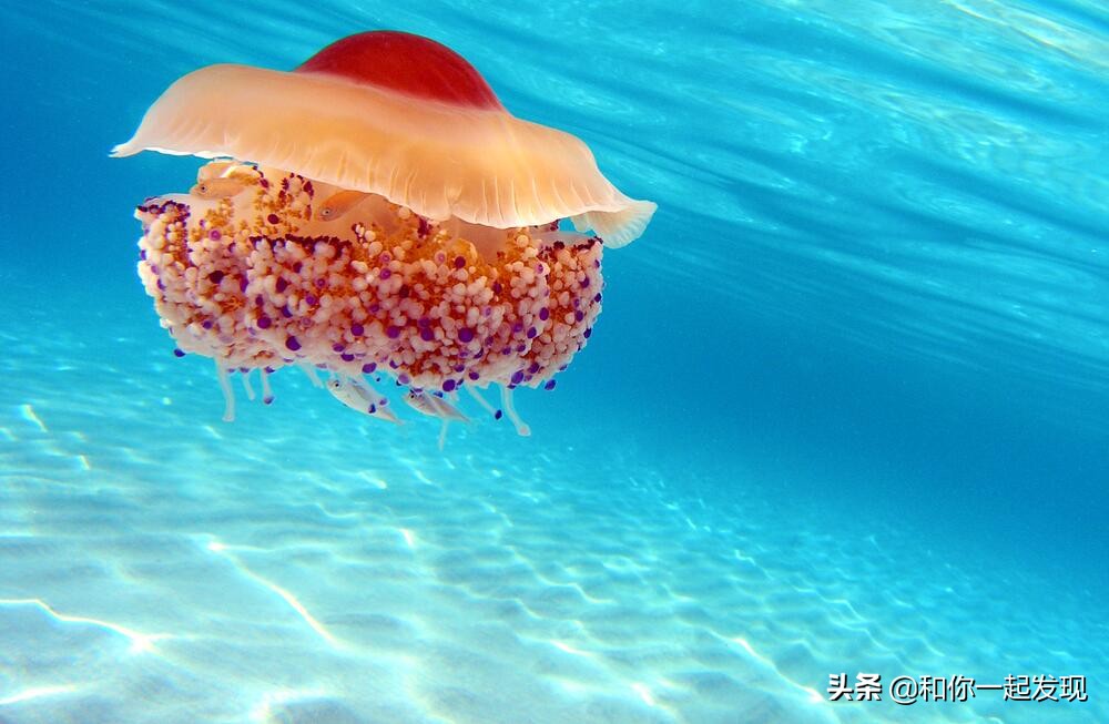 青蛙透明血管,青蛙有无血管