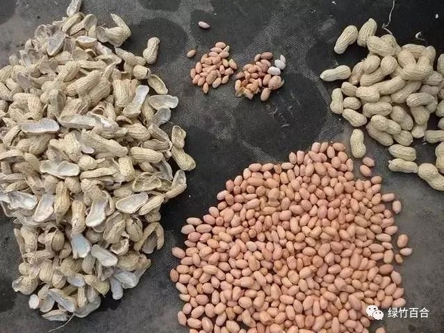 落花生课文,落花生的女儿