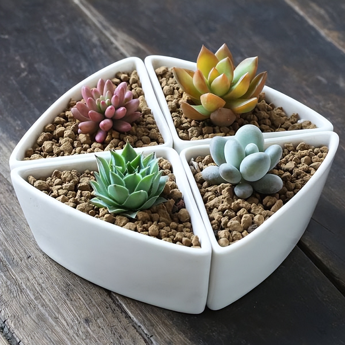 多肉植物存活率多少合适,网购的多肉怎么样快速养好根