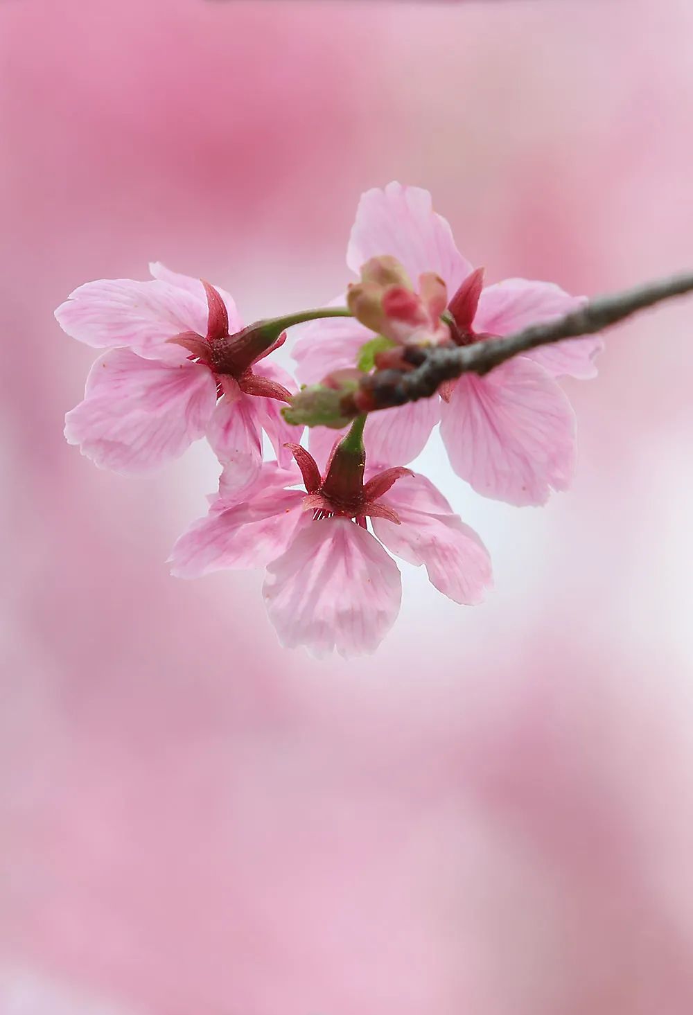 染井吉野樱花是什么樱花,大岛樱花和染井吉野樱的区别