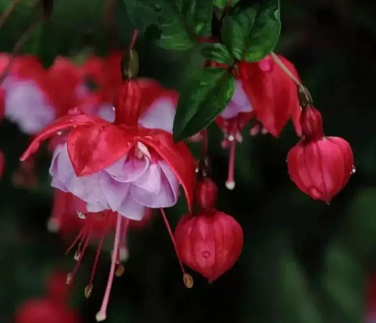 倒挂金钟花图片大赏,开单放鞭炮庆祝图片图文