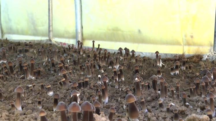 黑皮鸡枞菌栽培技术视频农广天地,种植黑皮鸡枞菌年收入