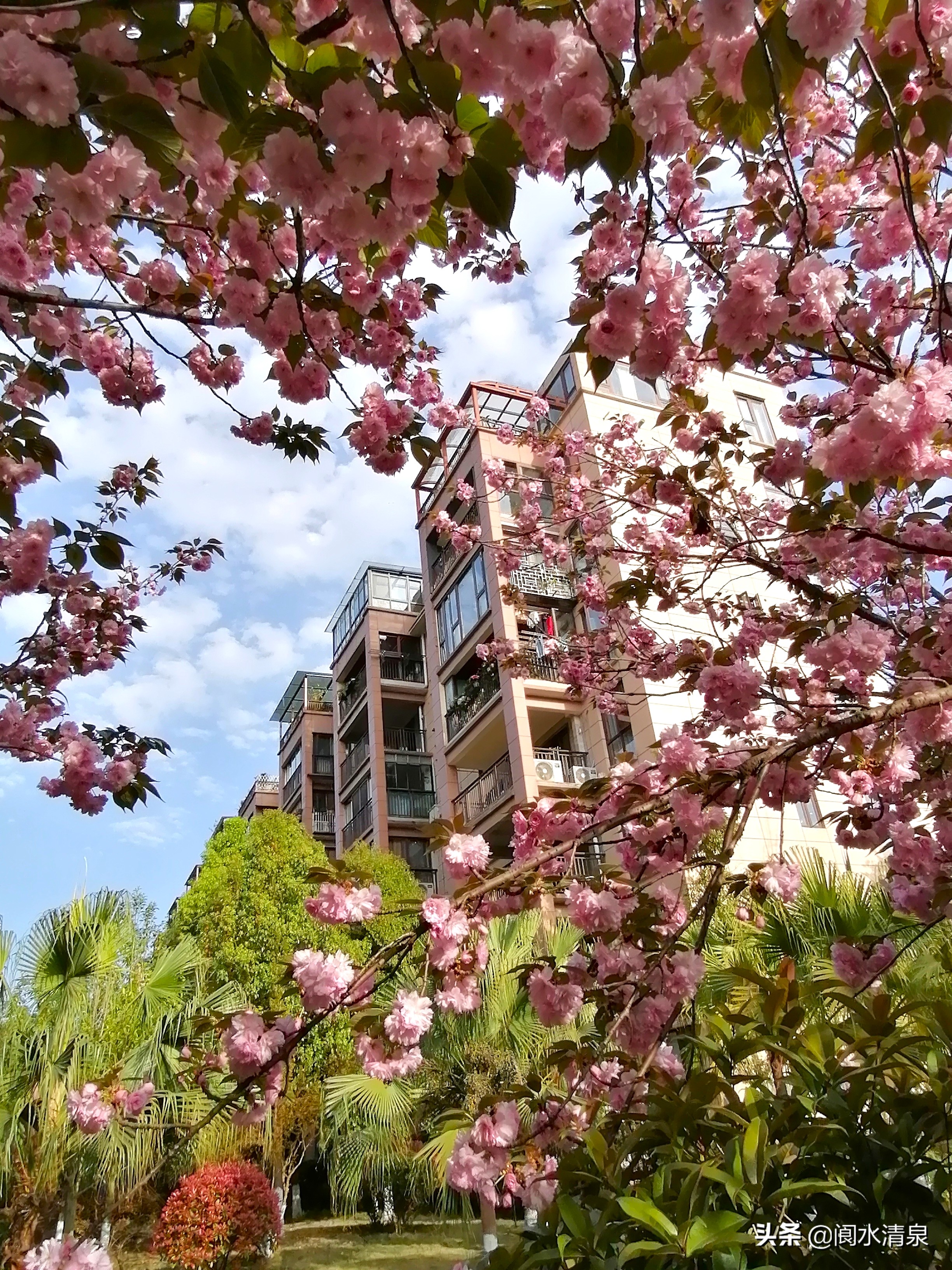 举目望樱花，一朵一朵笑语盈盈腾云来