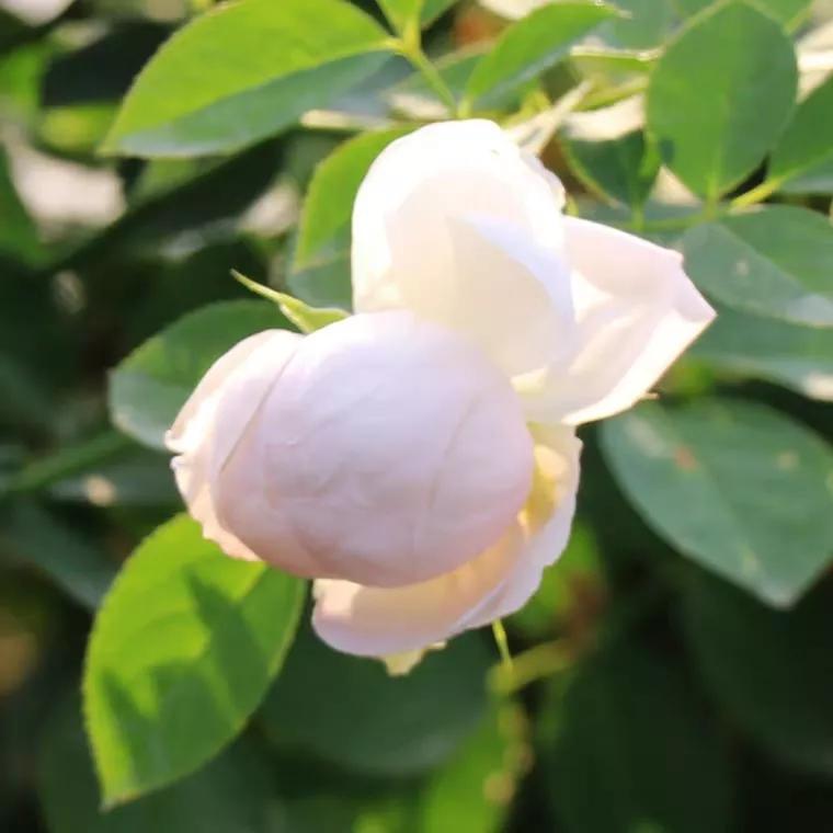 常见切花月季一览（40）（接上期）