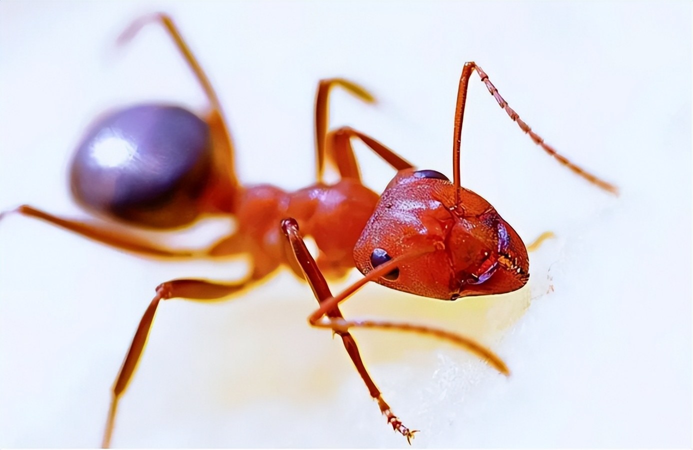 四川一男童被红火蚁咬到后来休克,男子被红火蚁咬伤完整视频