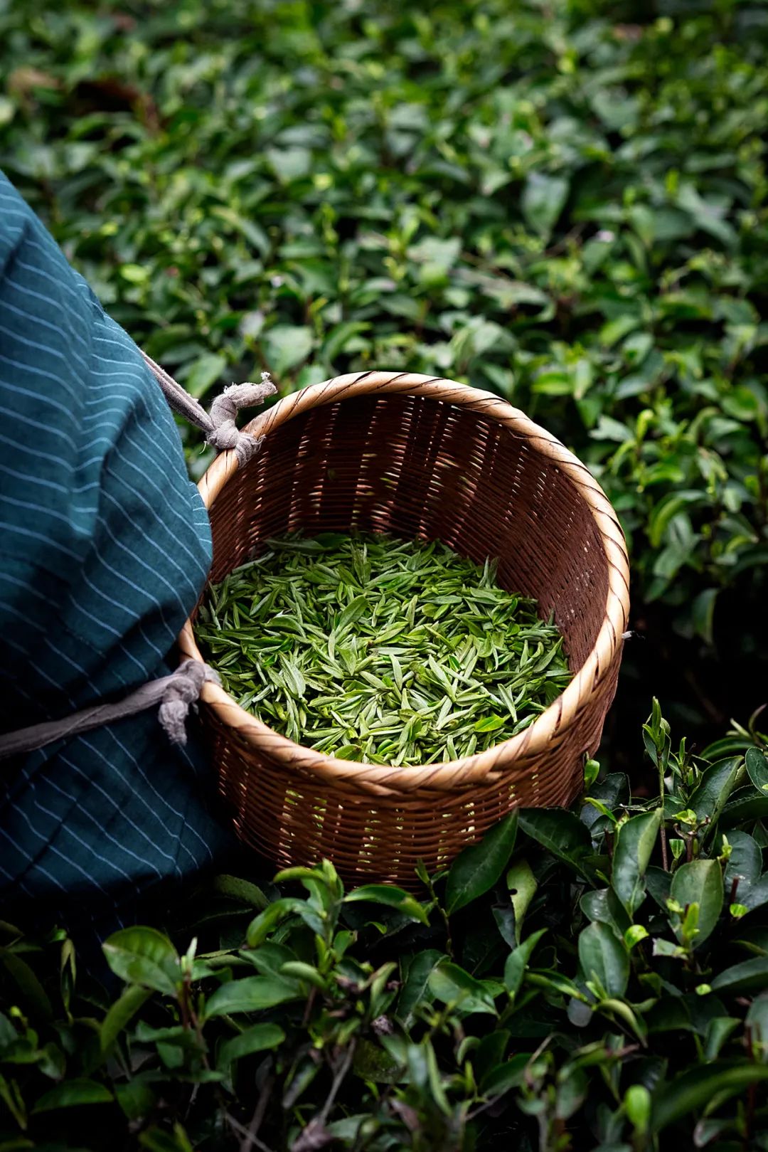 中国茶业历史悠久各种各样的茶叶,中国产茶的四大茶区