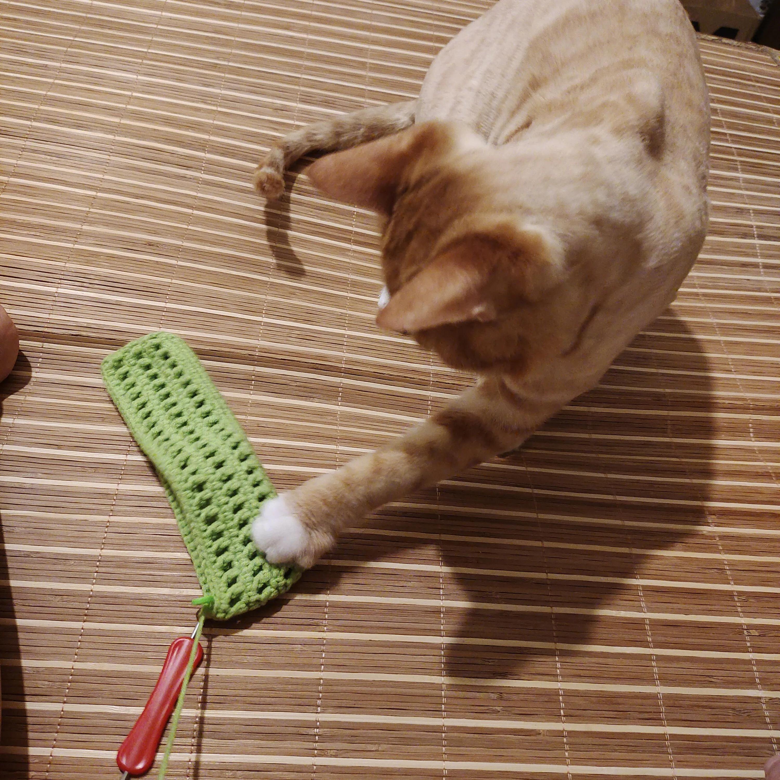 能听懂人话的猫,养了一年的猫基本听不到叫