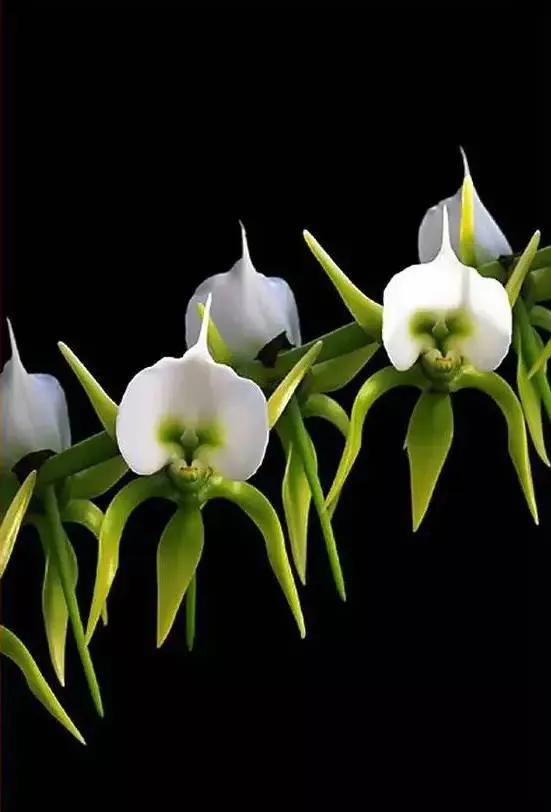 最美的100种兰花图片,欣赏一下最美的兰花