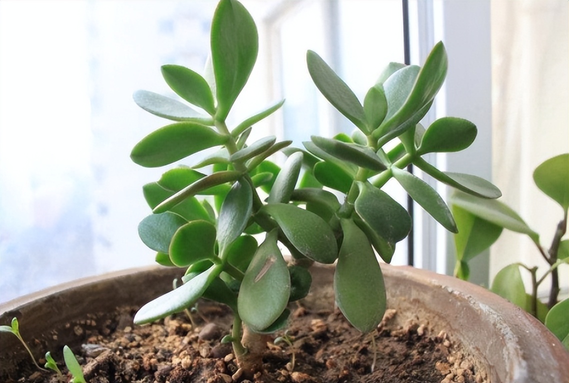 浇水后兰花盆底还是积了少量的水,给花浇水水全部从底部流走