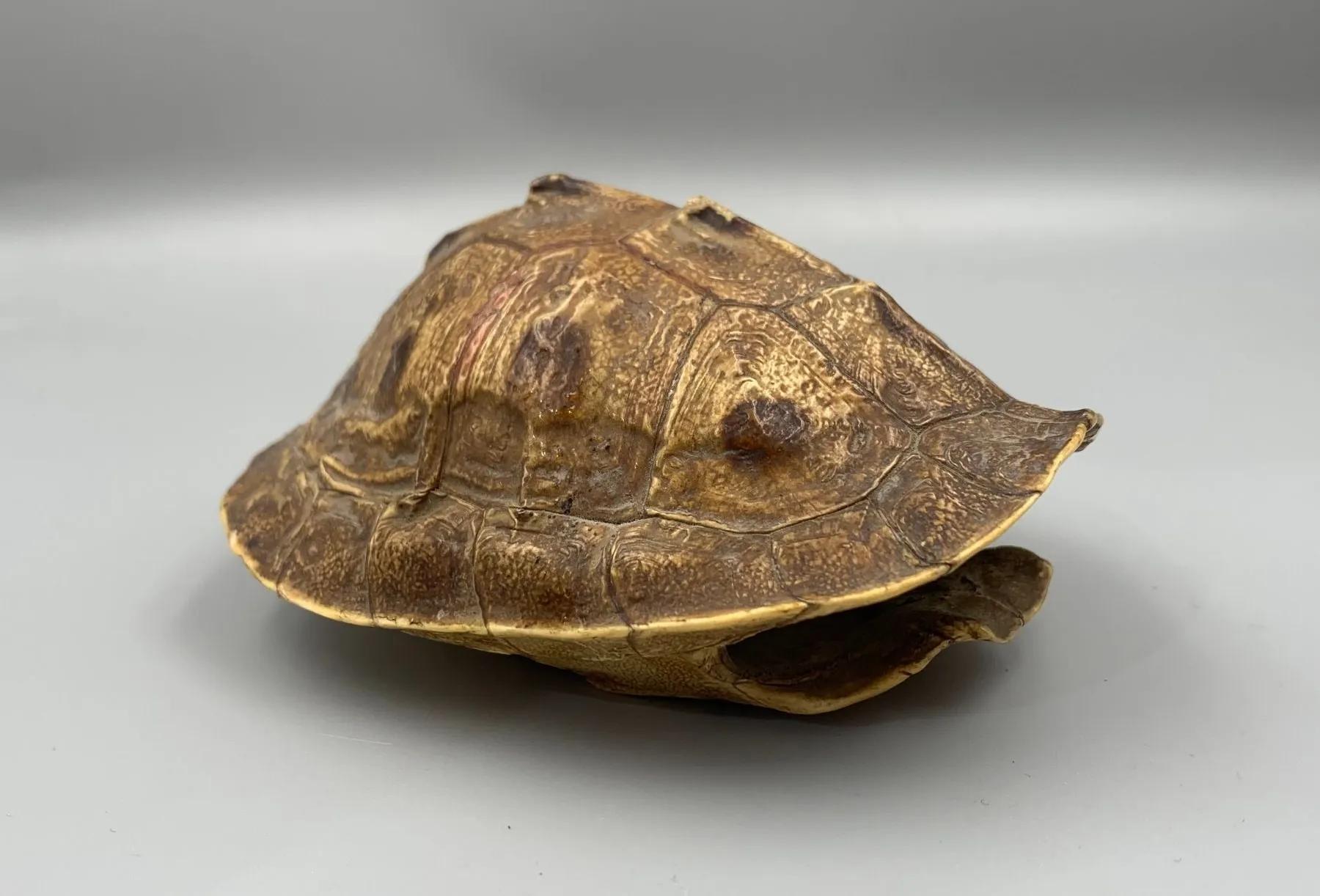 养龟容易被传染病吗,养龟总是有真菌怎么办