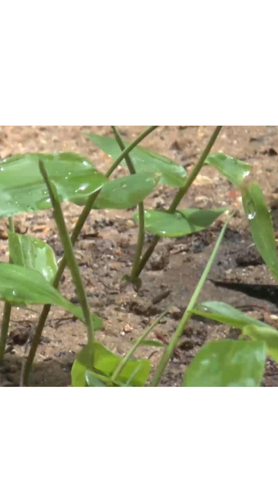 什么竹子适合种植在庭院,关于竹子种植的几种方法