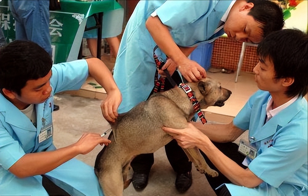 狗狗得了狂犬病是什么样的症状,有狂犬病的狗咬人是什么症状