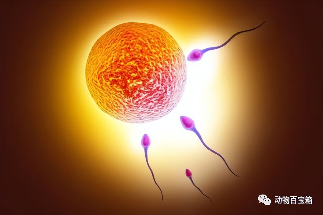 人类卵子结合原理,人类卵细胞和精子发生过程