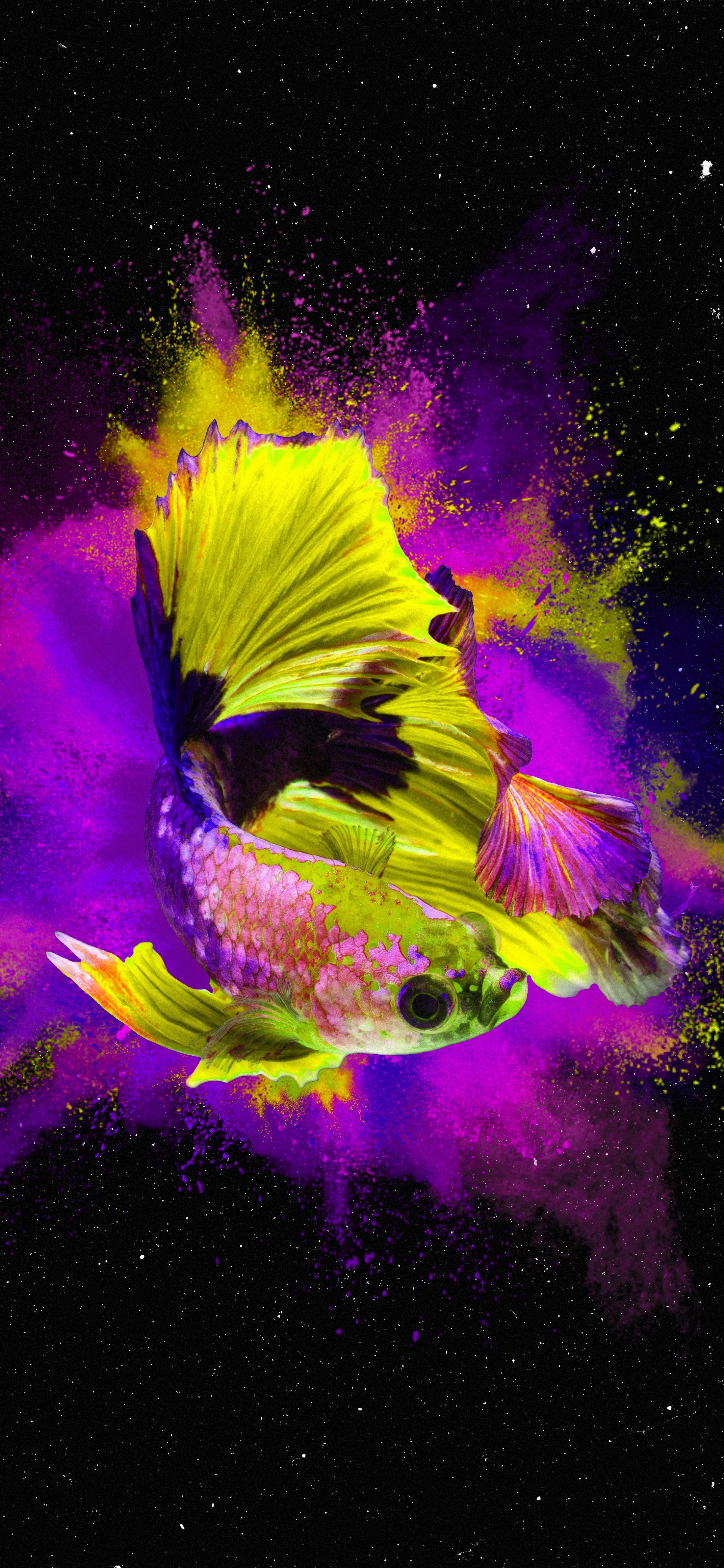 原图壁纸：鱼儿在海里游来游去，自由自在