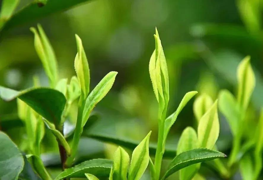 青城春茶：究竟是从什么时候开始朝贡的？