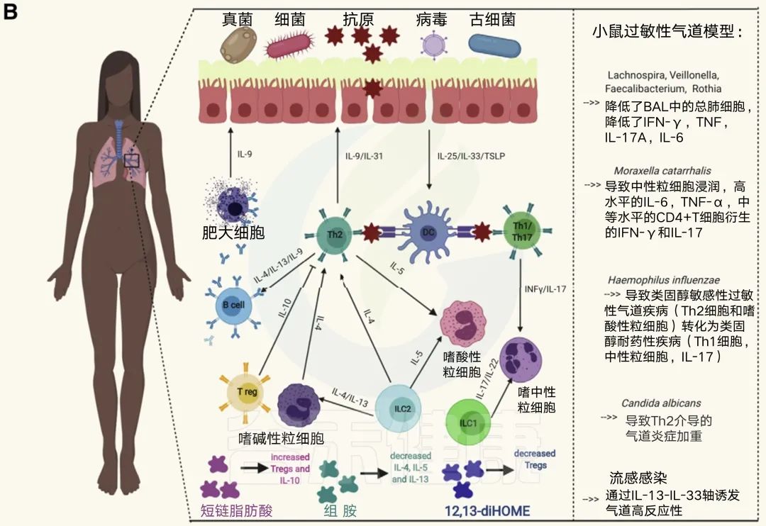 哮喘临床研究动态图表,哮喘国际最新研究成果