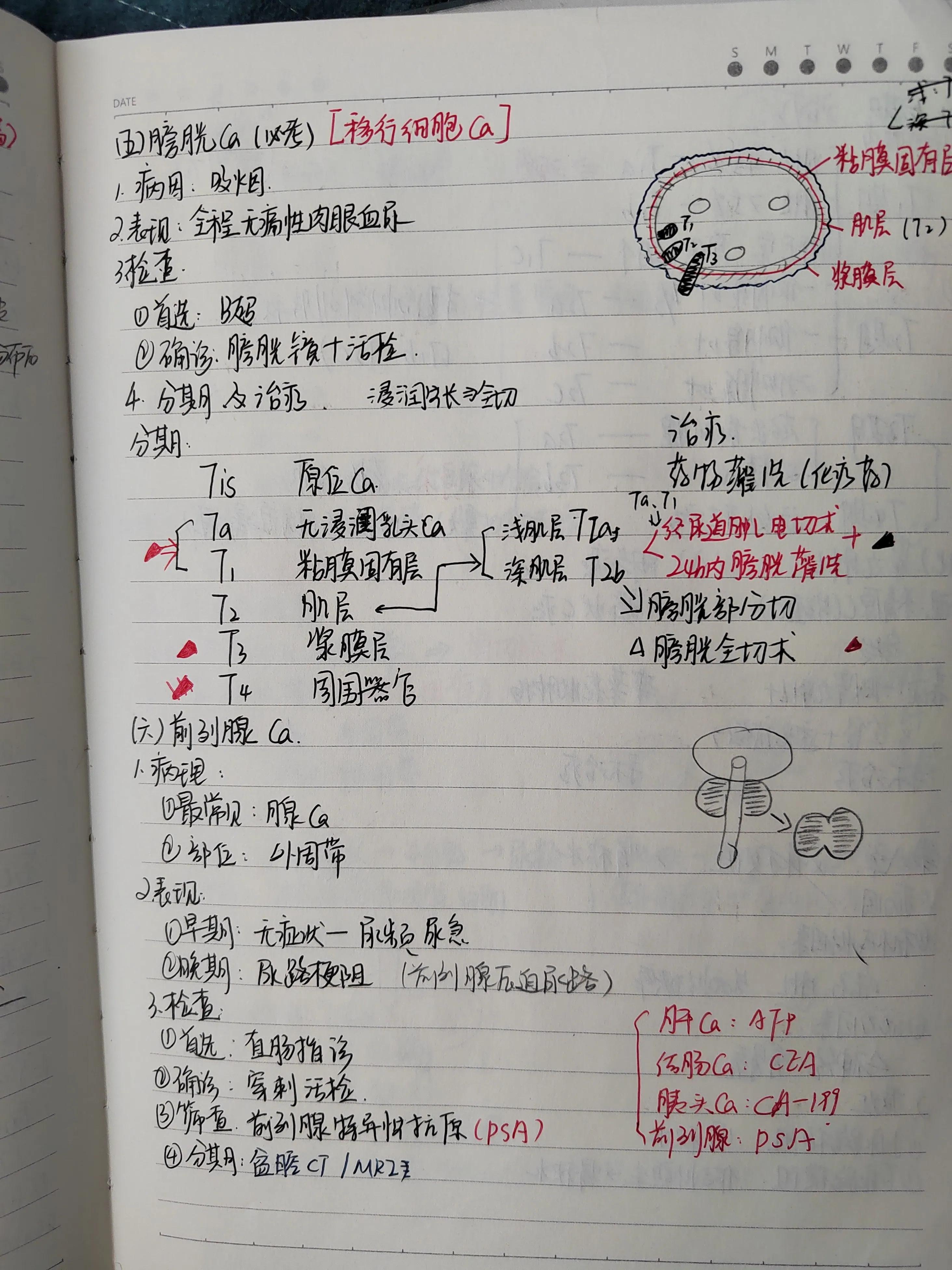 2022年中医执业助理医师考试大纲,2022年助理医师报考执业医师条件