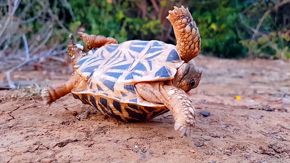 乌龟背朝下能自己翻过来吗,把乌龟翻过来四脚朝天会不会死